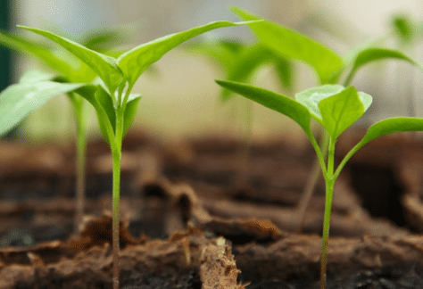 Conférence SHA : Conservation des semences (Niveau 2) | Ville de Lachute