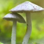 Une pédago à la biblio : Activité parent-enfant Rallye mystère - La forêt enchantée | Programmation Loisirs & culture - A25