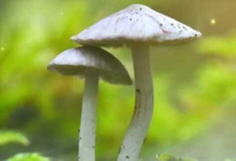 Une pédago à la biblio : Activité parent-enfant Rallye mystère - La forêt enchantée | Programmation Loisirs & culture - A25