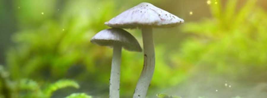 Une pédago à la biblio : Activité parent-enfant Rallye mystère - La forêt enchantée | Programmation Loisirs & culture - A25