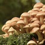 Conférence SHA : À la découverte de la myciculture (les champignons) | Programmation Loisirs & culture - A25