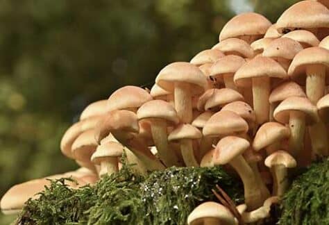 Conférence SHA : À la découverte de la myciculture (les champignons) | Programmation Loisirs & culture - A25