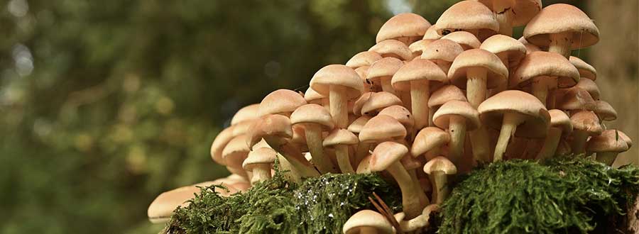 Conférence SHA : À la découverte de la myciculture (les champignons) | Programmation Loisirs & culture - A25