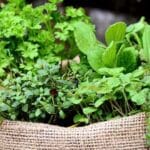 Conférence SHA : Les fines herbes du jardin à la table | Programmation Loisirs & culture - A25
