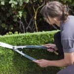 Conférence SHA : Taille et entretien des arbustes | Programmation Loisirs & culture - A25