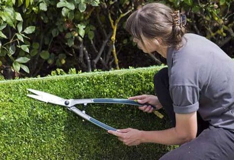 Conférence SHA : Taille et entretien des arbustes | Programmation Loisirs & culture - A25