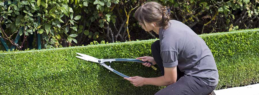 Conférence SHA : Taille et entretien des arbustes | Programmation Loisirs & culture - A25