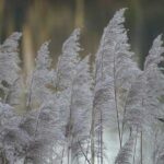 Conférence SHA : Graminées ornementales | Programmation Loisirs & culture - H26