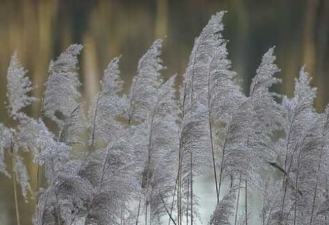 Conférence SHA : Graminées ornementales | Programmation Loisirs & culture - H26