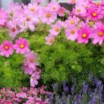 Conférence SHA : Jardinières et pots fleuris | Programmation Loisirs & culture - H26