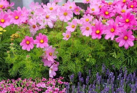 Conférence SHA : Jardinières et pots fleuris | Programmation Loisirs & culture - H26